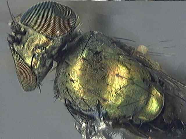 Chrysotus 1